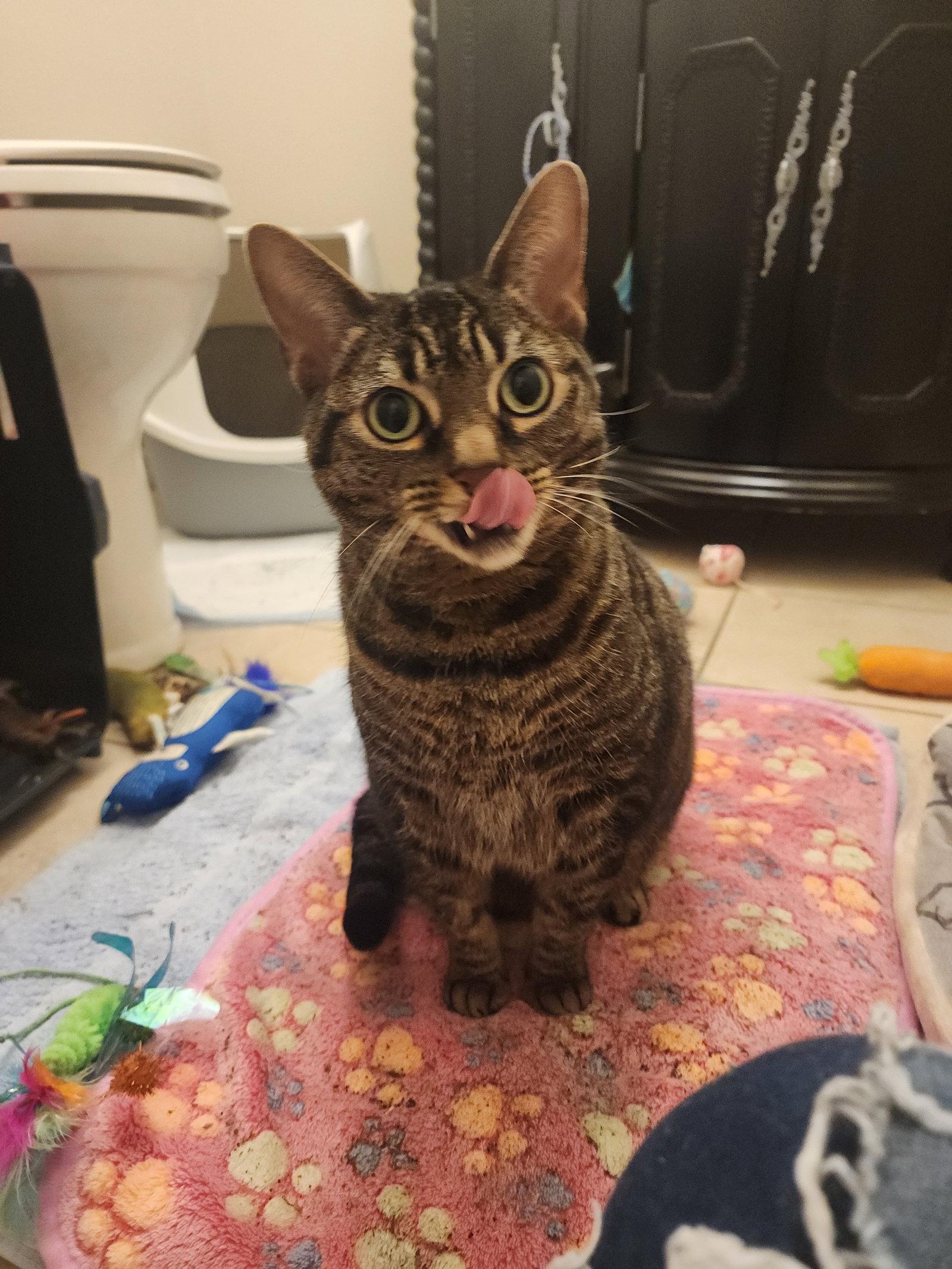 Enlarge JUNIE, a Adoptable Domestic Short Hair in Orlando, FL image 3/3