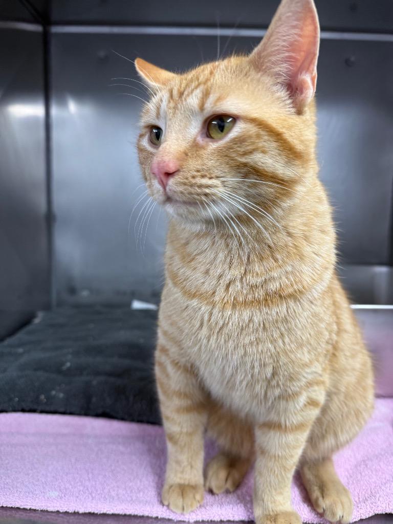 Martin, Adoptable, Young Male Domestic Short Hair.