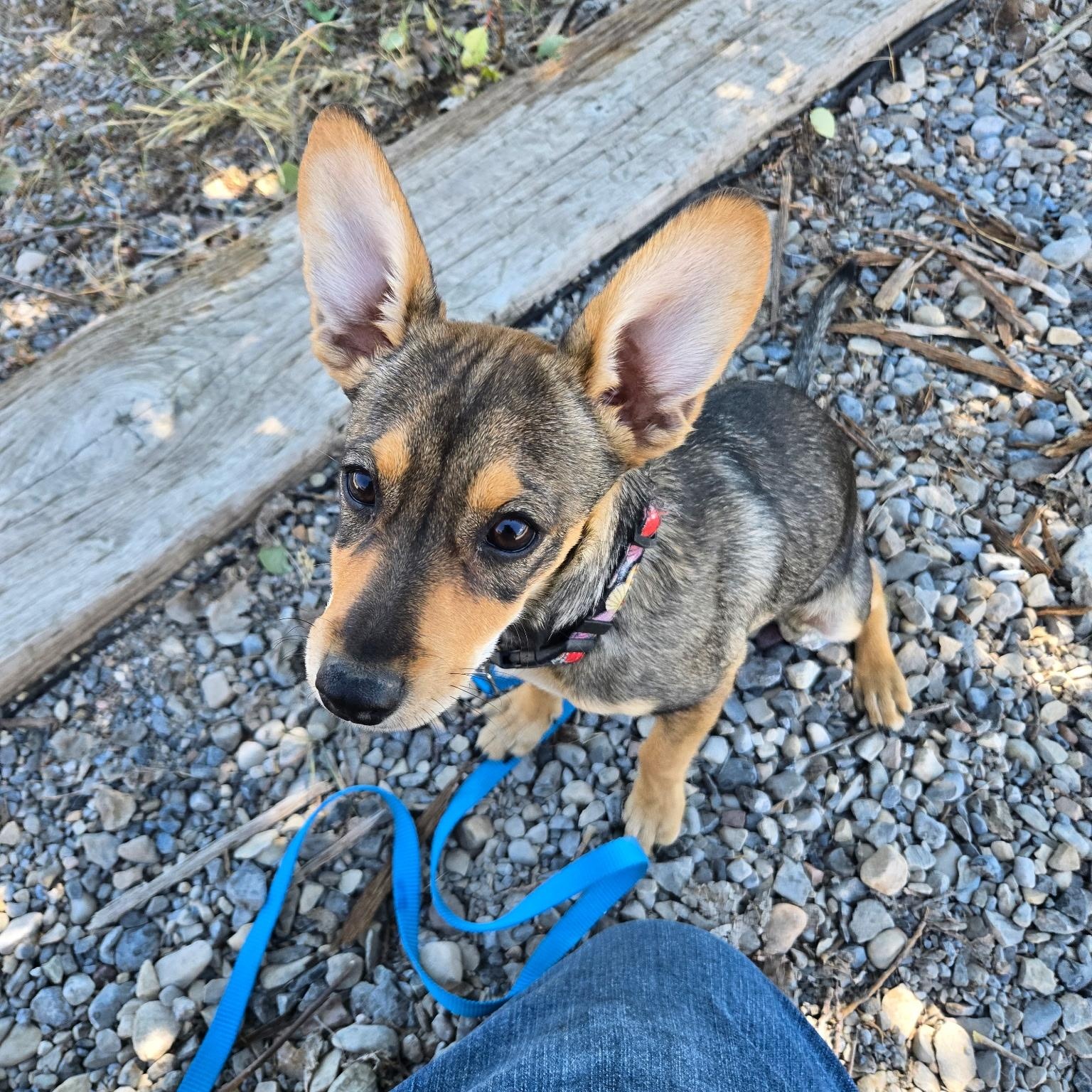 Feta, an adoptable Chihuahua, Jack Russell Terrier in Thayne, WY, 83127 | Photo Image 3