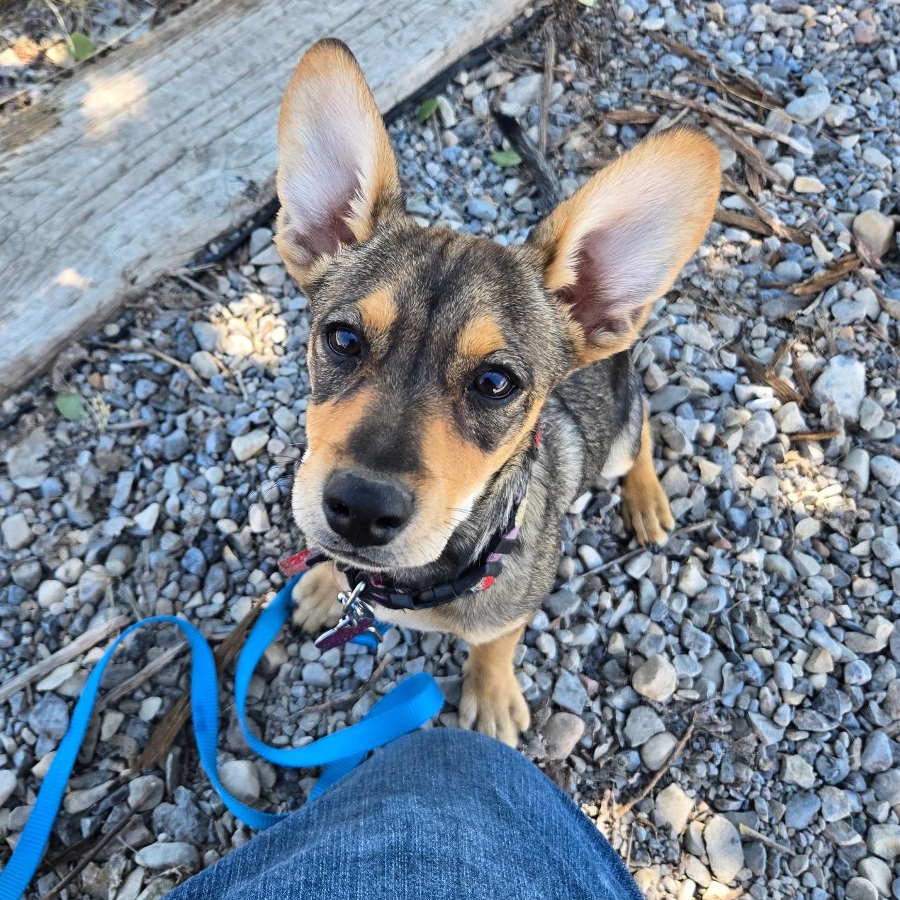 Feta, an adoptable Chihuahua, Jack Russell Terrier in Thayne, WY, 83127 | Photo Image 2