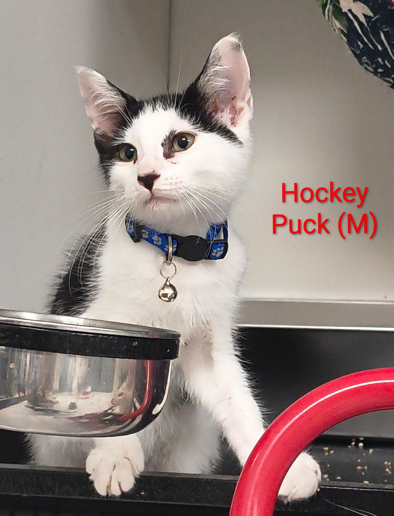 Hockey Puck, Adoptable, Kitten Male Domestic Short Hair.
