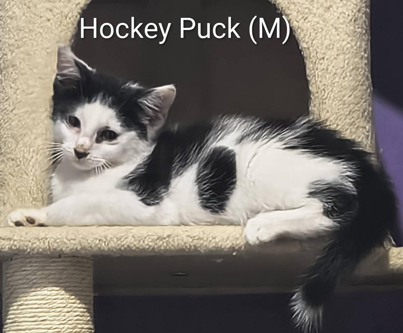 Hockey Puck, a Adoptable Domestic Short Hair in Saugerties, NY image 2/3