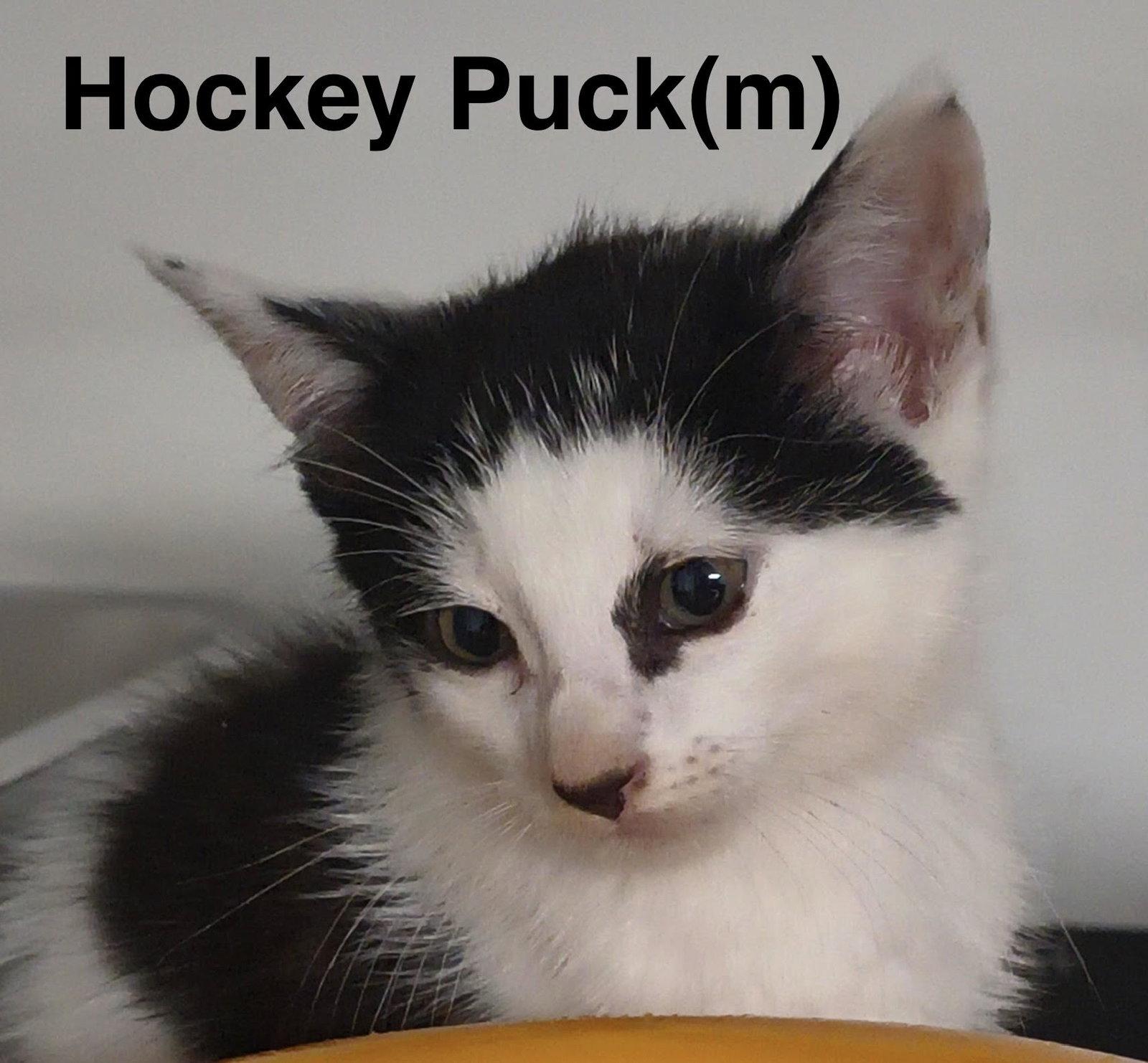 Hockey Puck, a Adoptable Domestic Short Hair in Saugerties, NY image 3/3