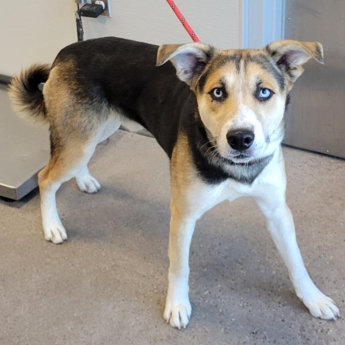 Moose, Adoptable, Adult Male Mixed Breed.