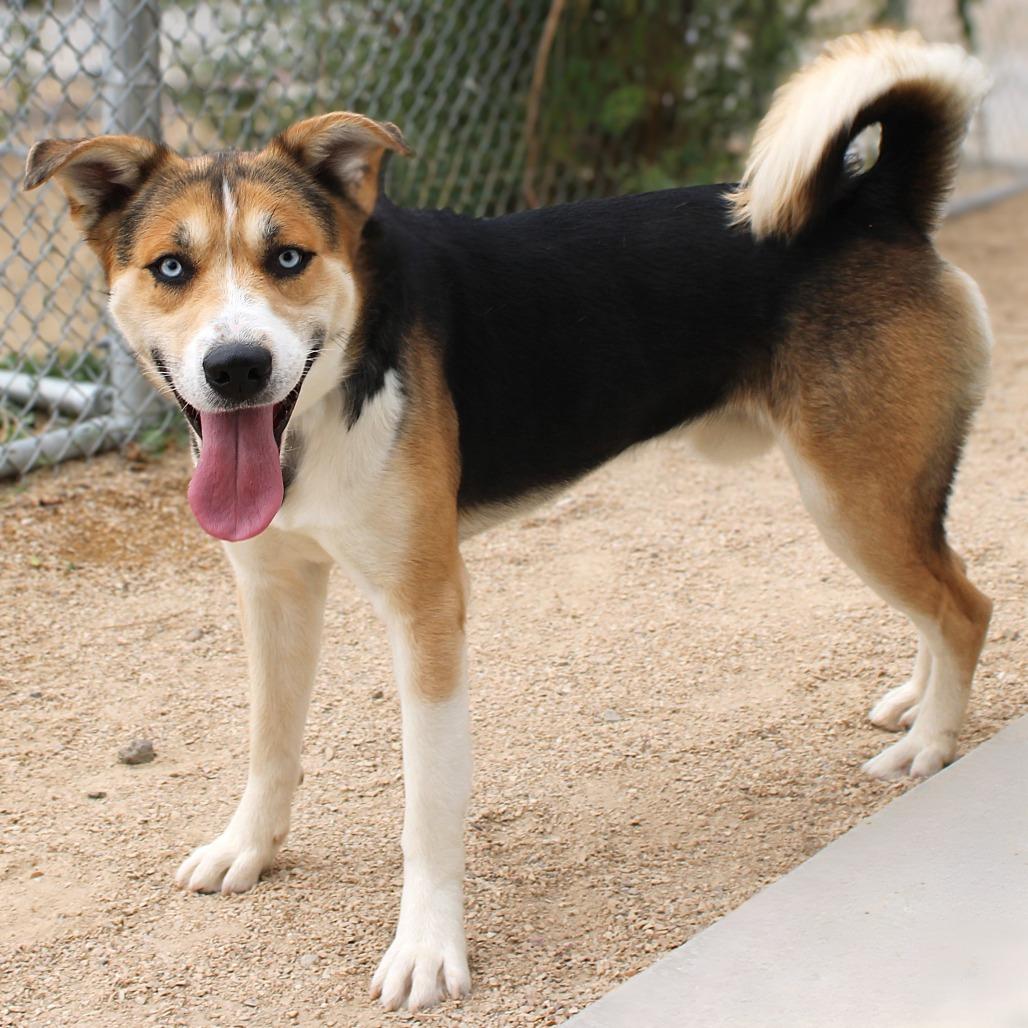 Enlarge Moose, a Adoptable Mixed Breed in Las Cruces, NM image 2/6