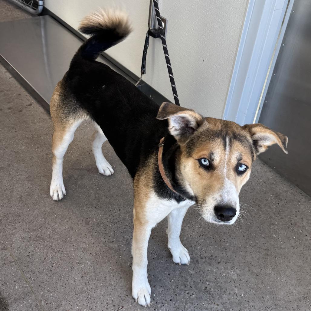 Enlarge Moose, a Adoptable Mixed Breed in Las Cruces, NM image 3/6