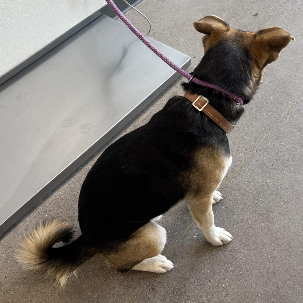 Enlarge Moose, a Adoptable Mixed Breed in Las Cruces, NM image 4/6