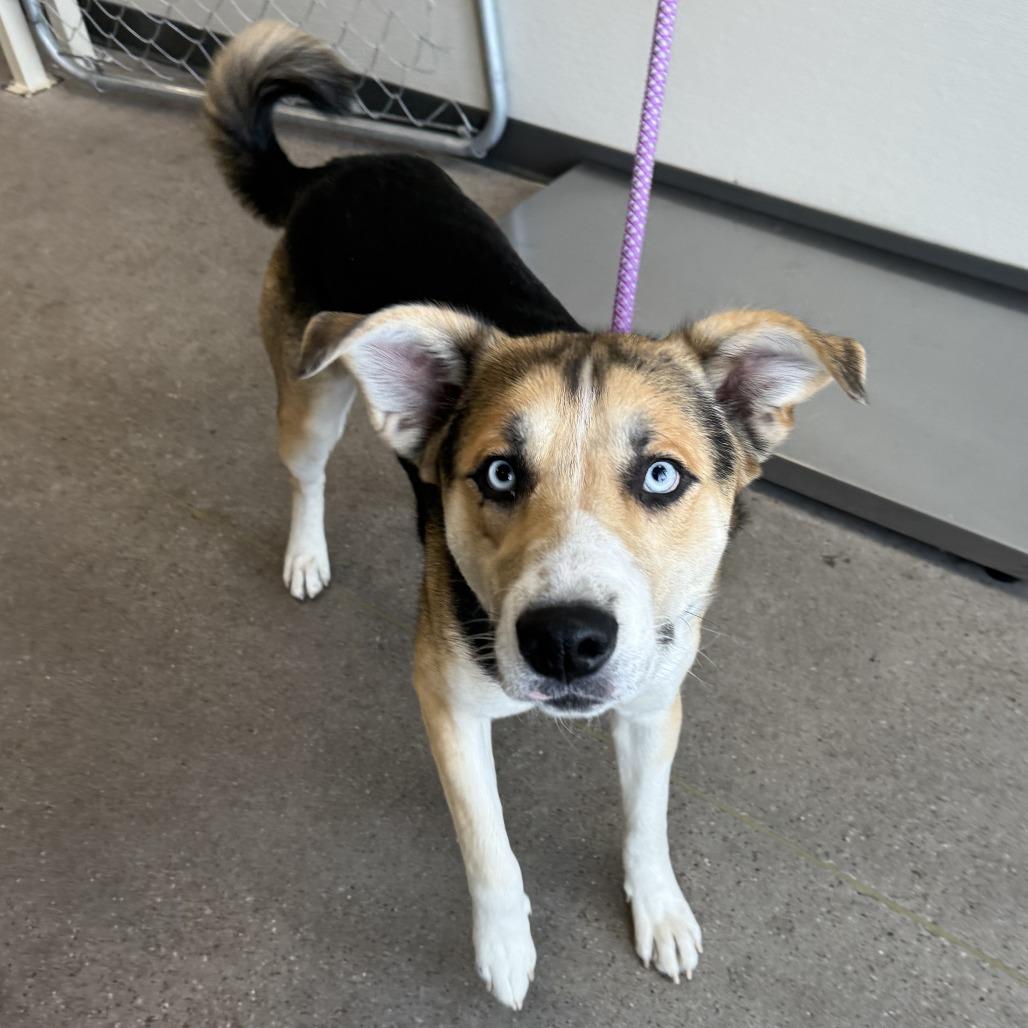 Enlarge Moose, a Adoptable Mixed Breed in Las Cruces, NM image 5/6
