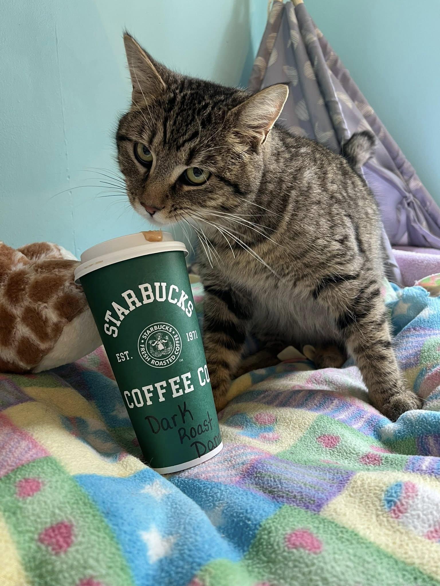 Enlarge Dark Roast Danny, a ADOPTABLE Domestic Short Hair in Dellslow, WV image 2/4