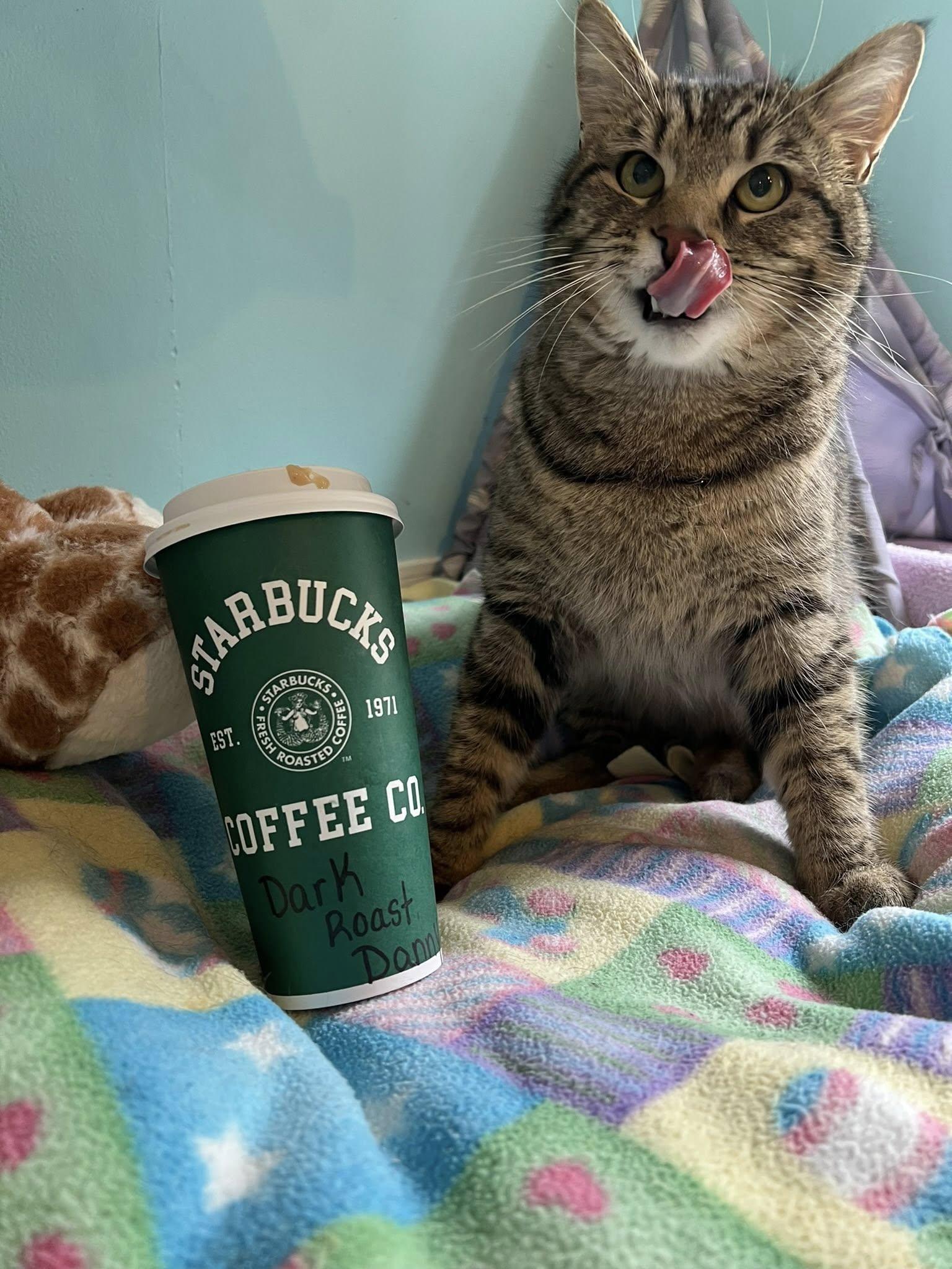 Dark Roast Danny, ADOPTABLE, Adult Male Domestic Short Hair.