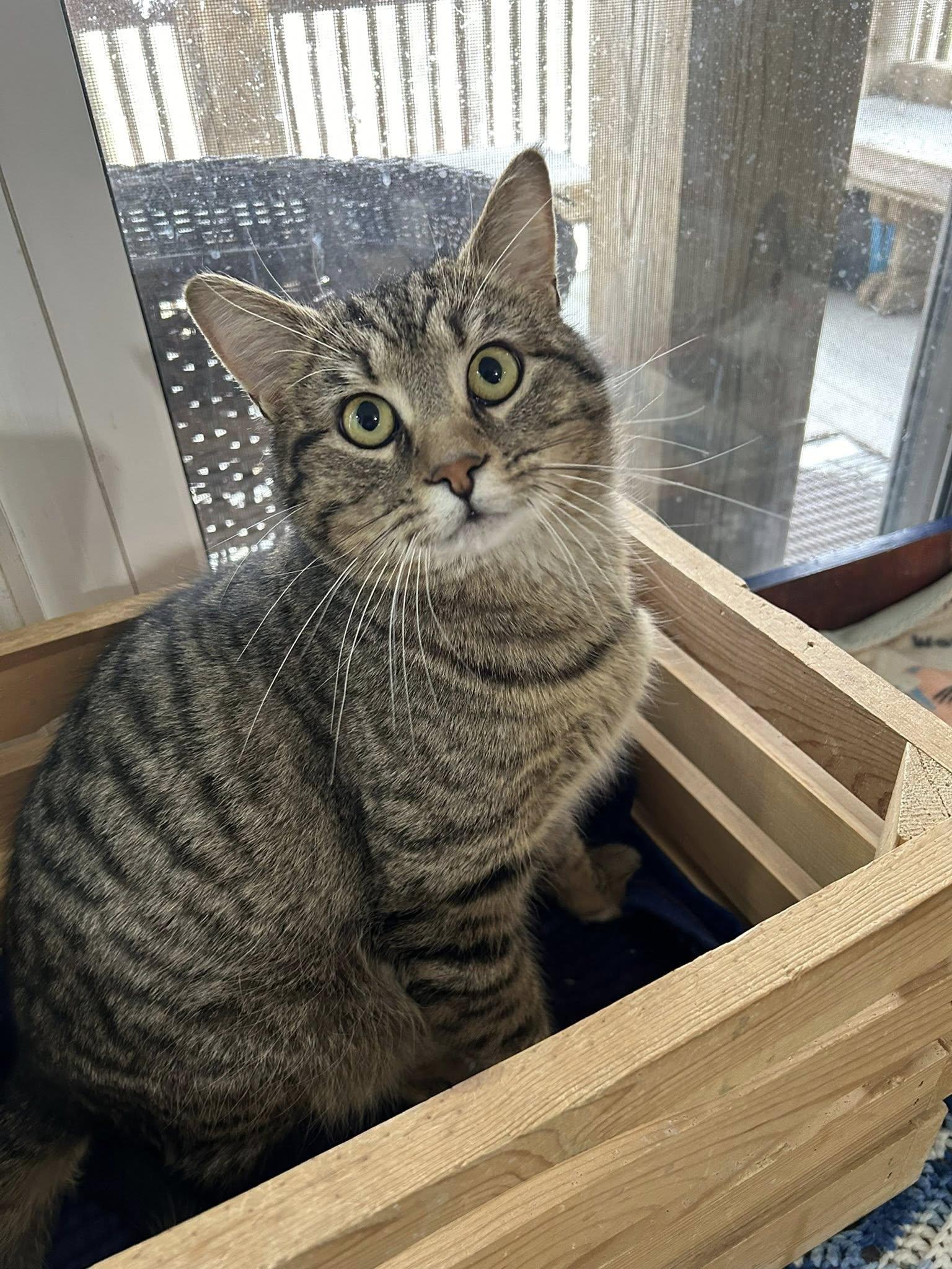 Enlarge Dark Roast Danny, a ADOPTABLE Domestic Short Hair in Dellslow, WV image 3/4