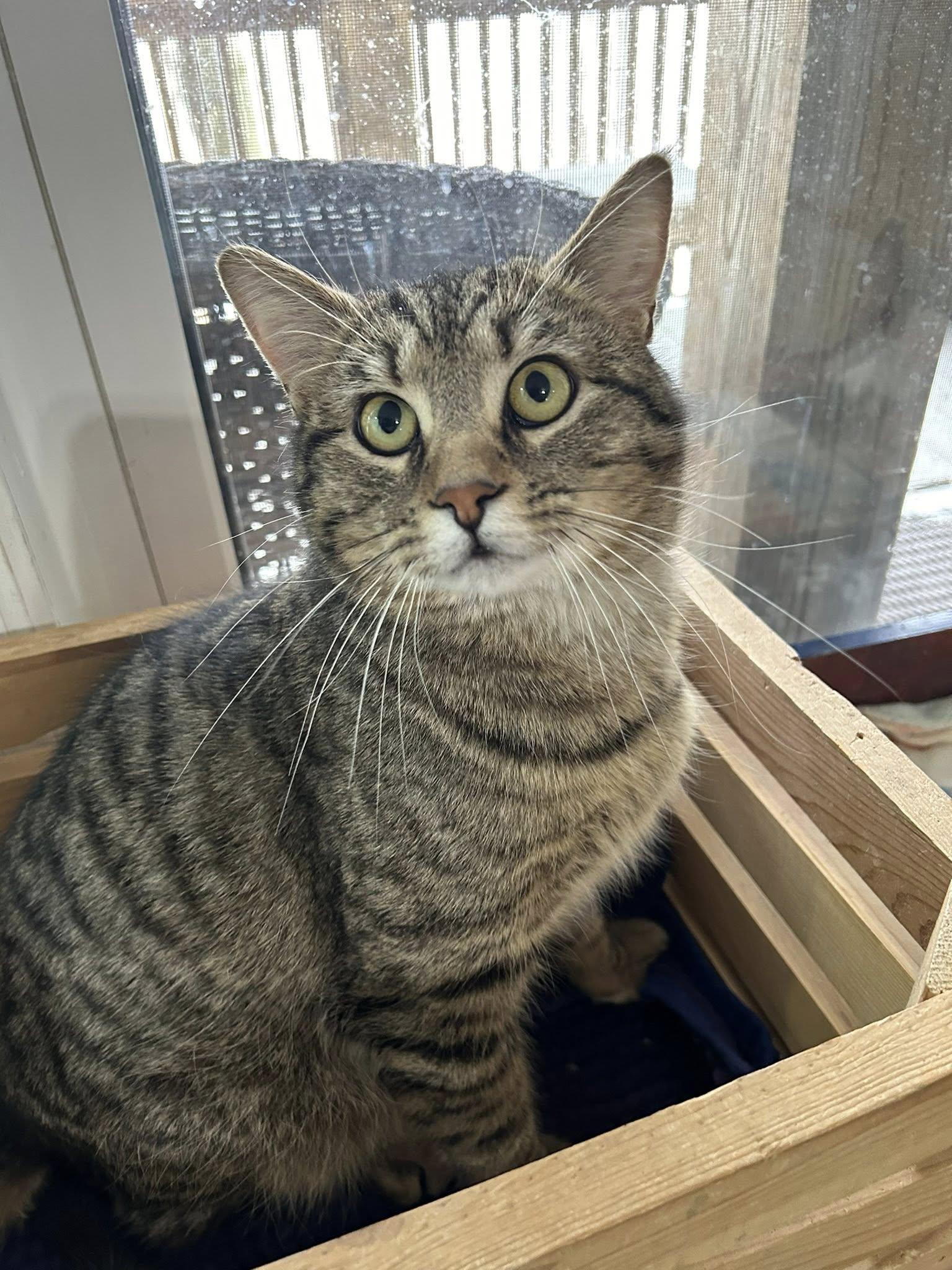 Enlarge Dark Roast Danny, a ADOPTABLE Domestic Short Hair in Dellslow, WV image 4/4