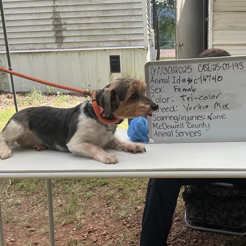 Paisley C thumbnail 3