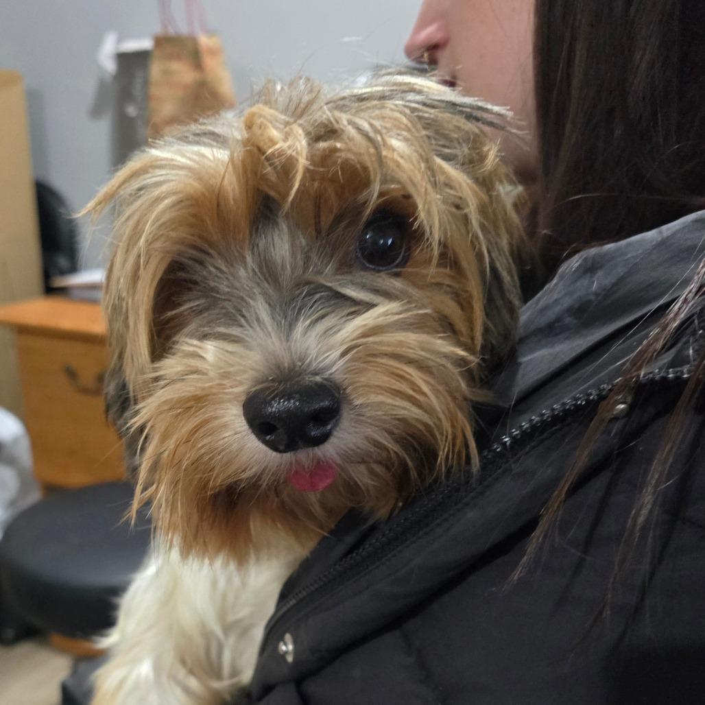 Paisley C thumbnail 4