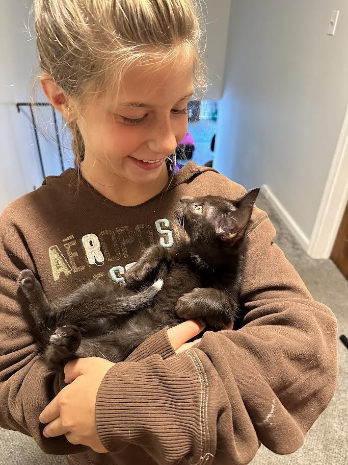 Darlene & Q-Tip, Adoptable, Kitten Female Domestic Short Hair.