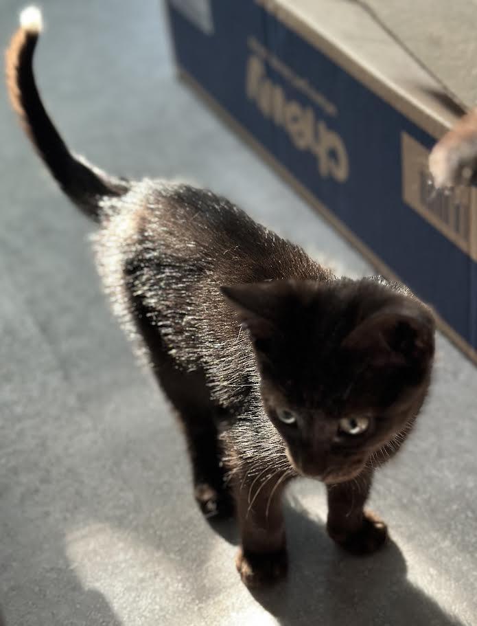 Darlene & Q-Tip, a Adoptable Domestic Short Hair in Buffalo, NY image 2/6