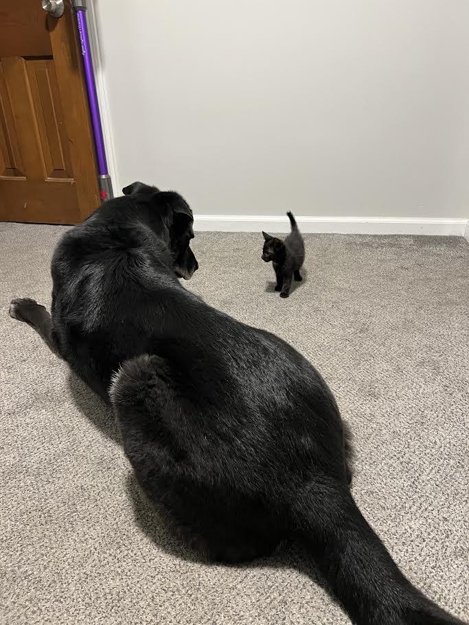 Darlene & Q-Tip, a Adoptable Domestic Short Hair in Buffalo, NY image 3/6