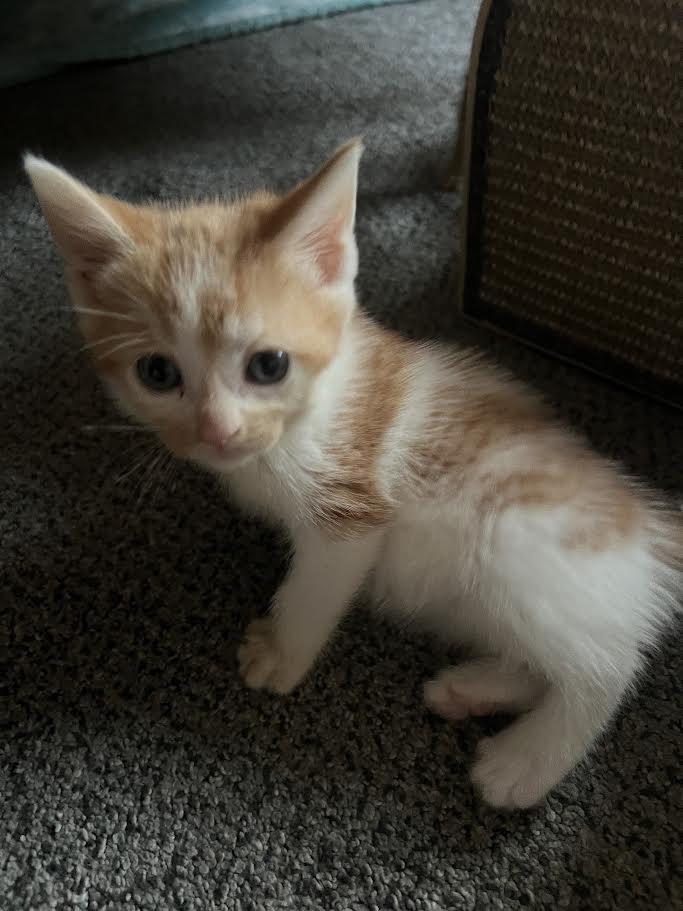 Darlene & Q-Tip, a Adoptable Domestic Short Hair in Buffalo, NY image 4/6