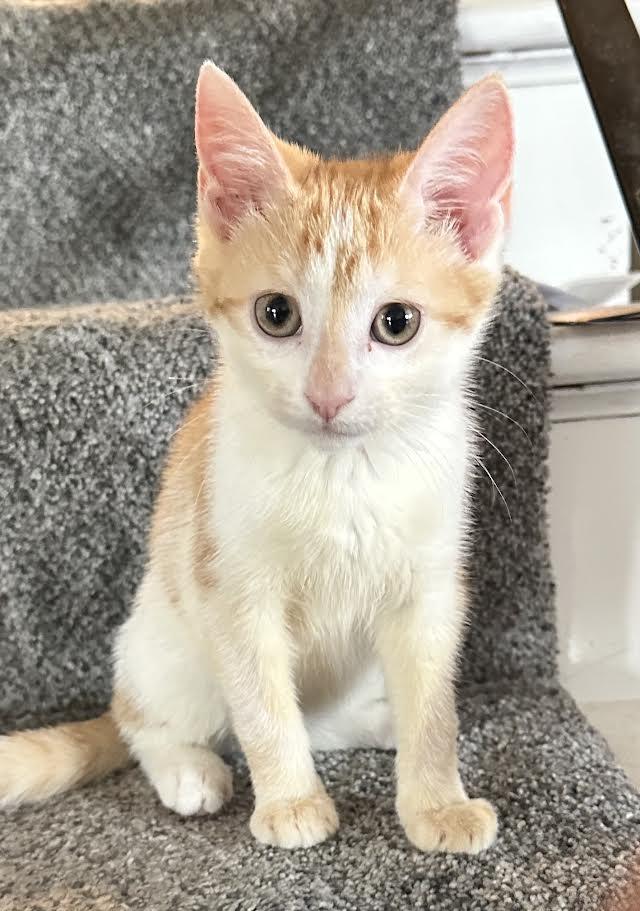 Darlene & Q-Tip, a Adoptable Domestic Short Hair in Buffalo, NY image 5/6