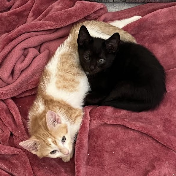 Darlene & Q-Tip, a Adoptable Domestic Short Hair in Buffalo, NY image 6/6
