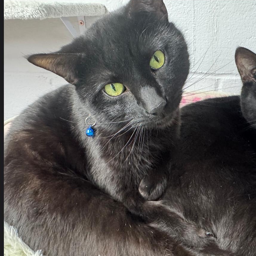 Enlarge Paris, a ADOPTABLE Domestic Short Hair in Evans City, PA image 1/1