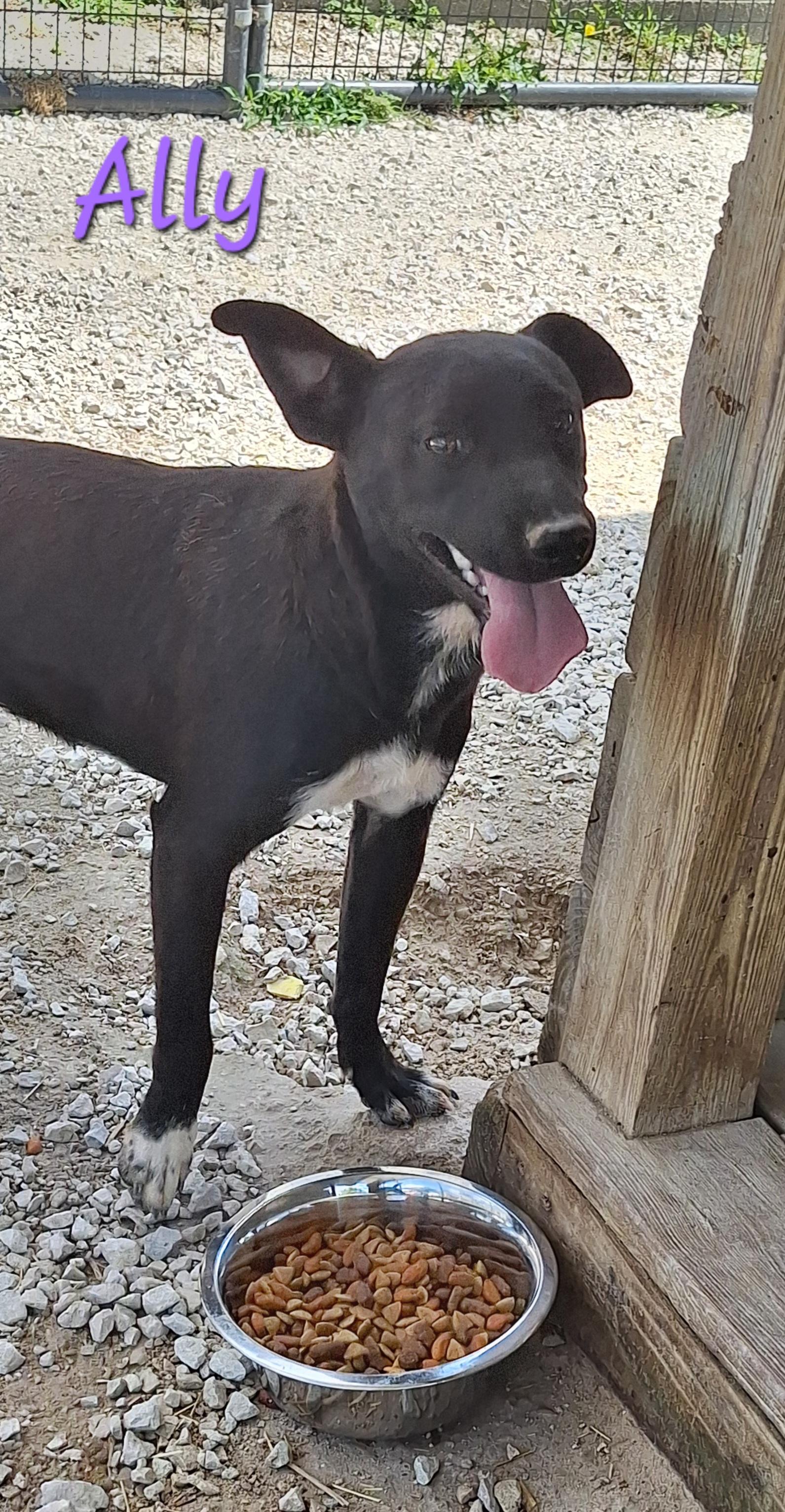 Ally, a ADOPTABLE Mixed Breed in Stanton, KY image 1/6