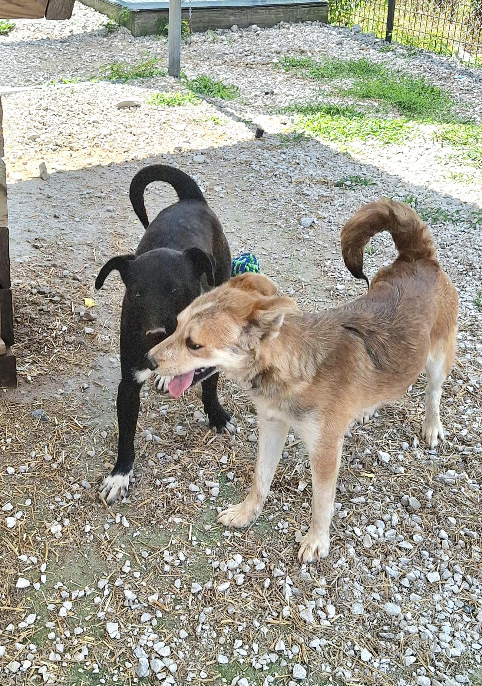 Ally, a ADOPTABLE Mixed Breed in Stanton, KY image 5/6