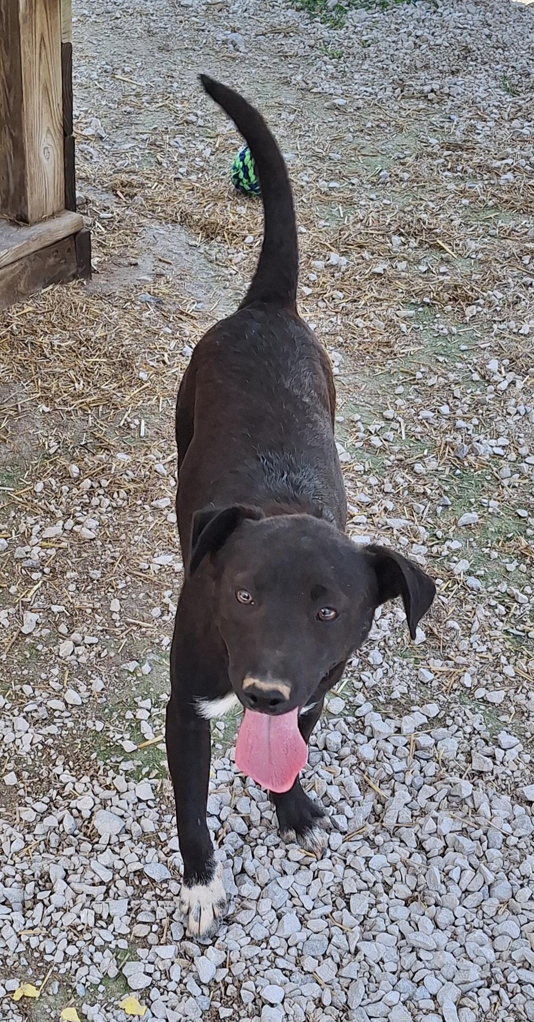 Ally, a ADOPTABLE Mixed Breed in Stanton, KY image 2/6