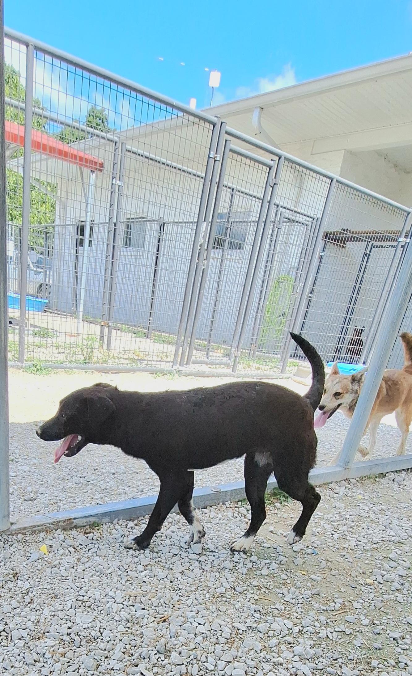 Ally, a ADOPTABLE Mixed Breed in Stanton, KY image 3/6