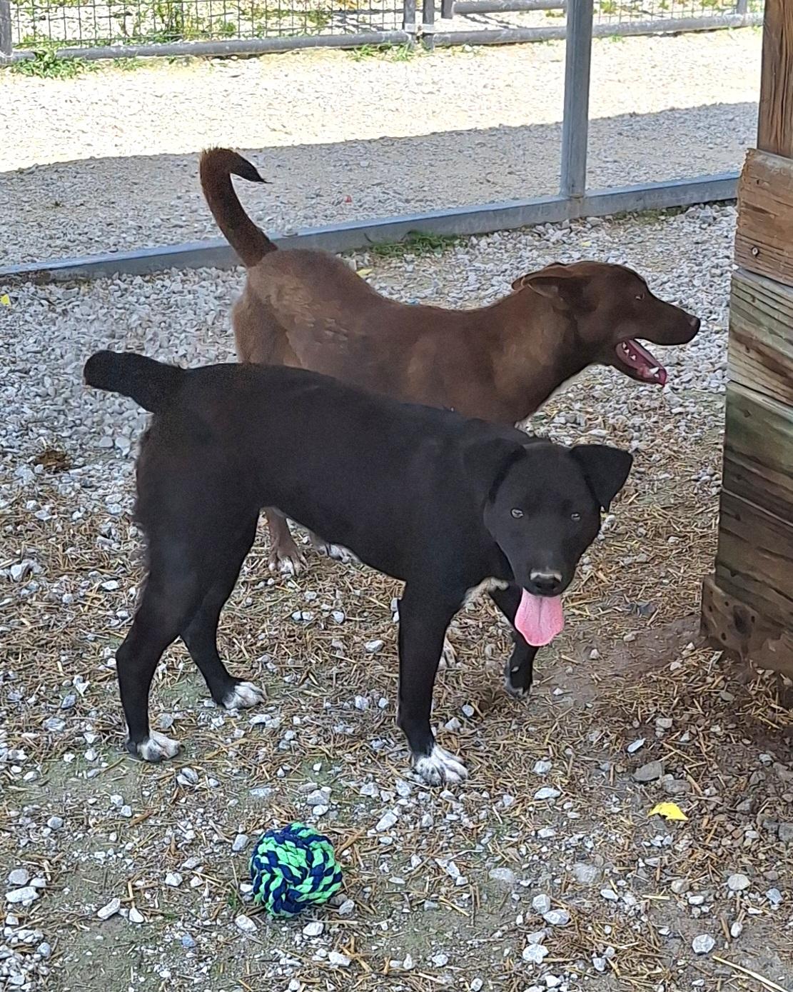 Ally, a ADOPTABLE Mixed Breed in Stanton, KY image 4/6