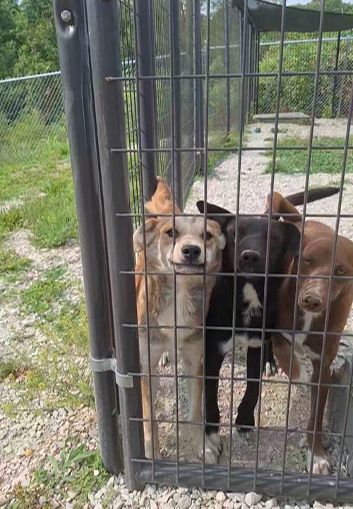 Enlarge Ally, a ADOPTABLE Mixed Breed in Stanton, KY video 6/6