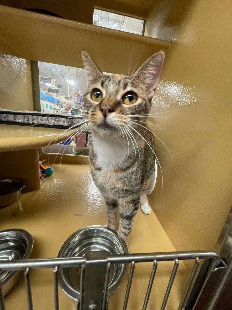Dottie, a Adoptable Domestic Short Hair in Oakland Park, FL image 1/3