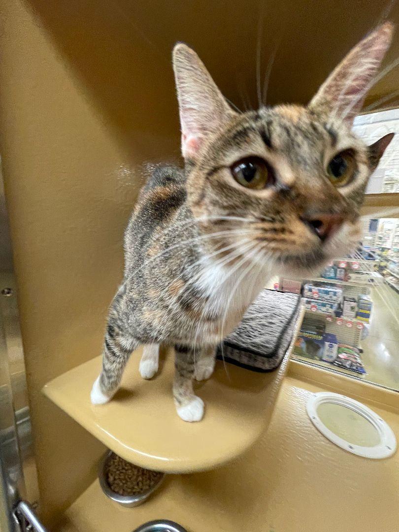 Dottie, a Adoptable Domestic Short Hair in Oakland Park, FL image 2/3