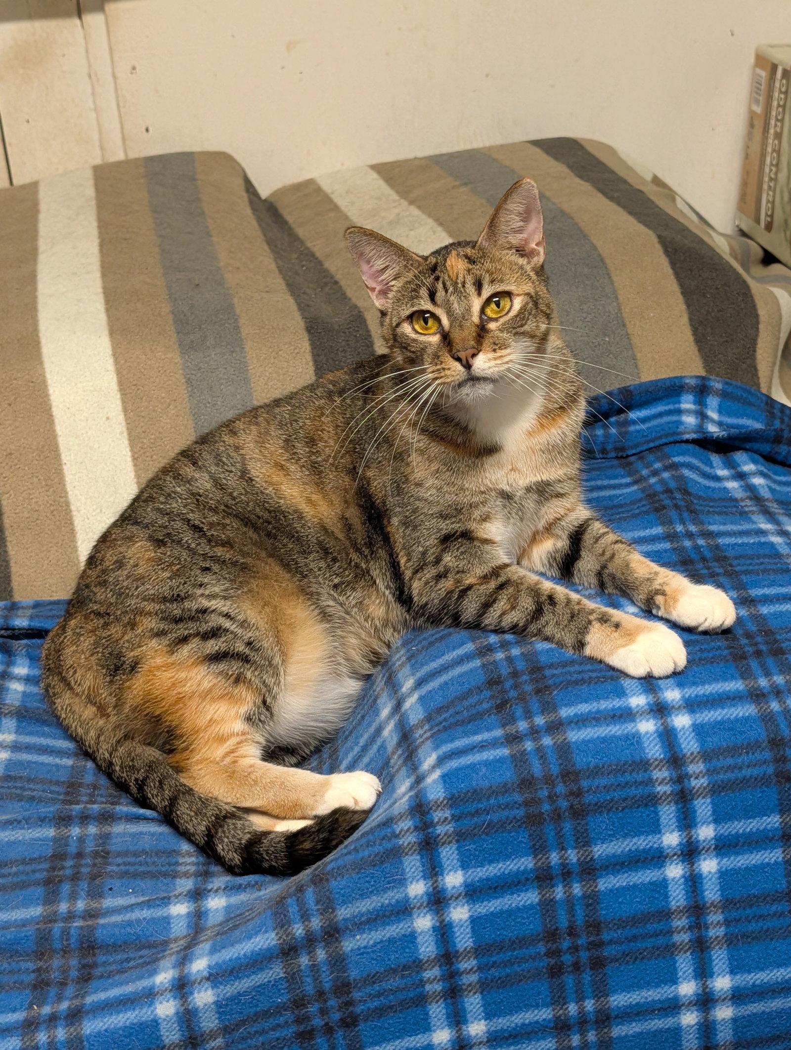 Enlarge Dotti, a Adoptable Domestic Short Hair in Oakland Park, FL image 1/2