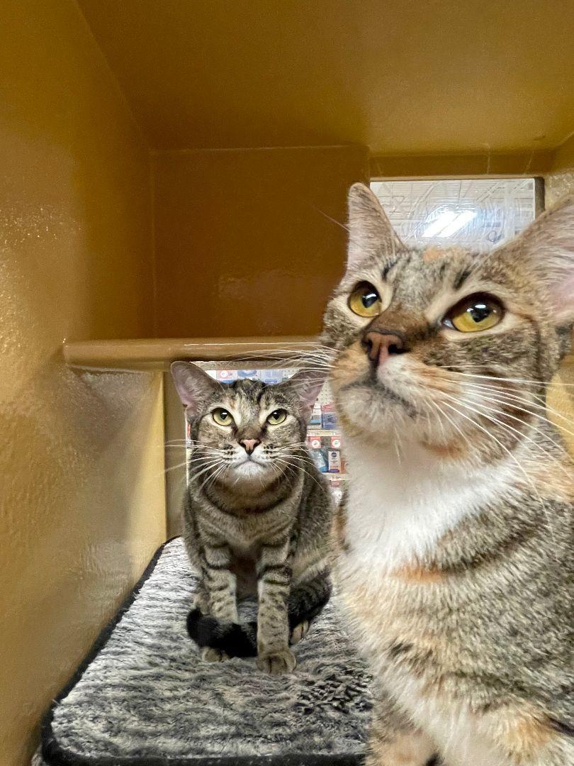 Dottie, a Adoptable Domestic Short Hair in Oakland Park, FL image 3/3