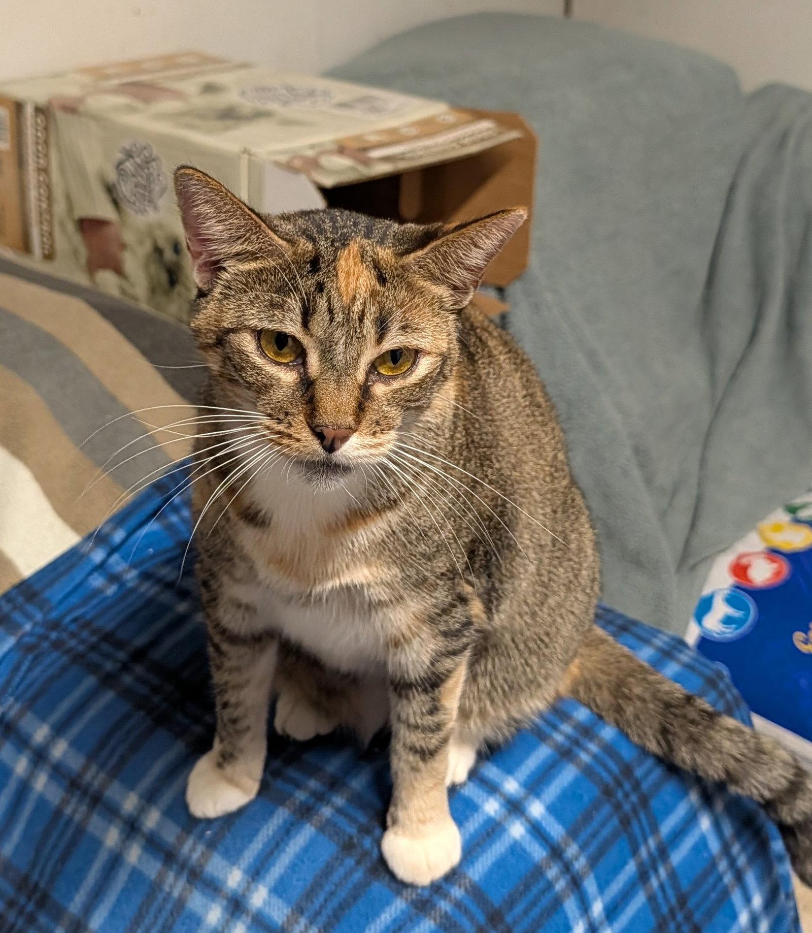 Enlarge Dotti, a Adoptable Domestic Short Hair in Oakland Park, FL image 2/2