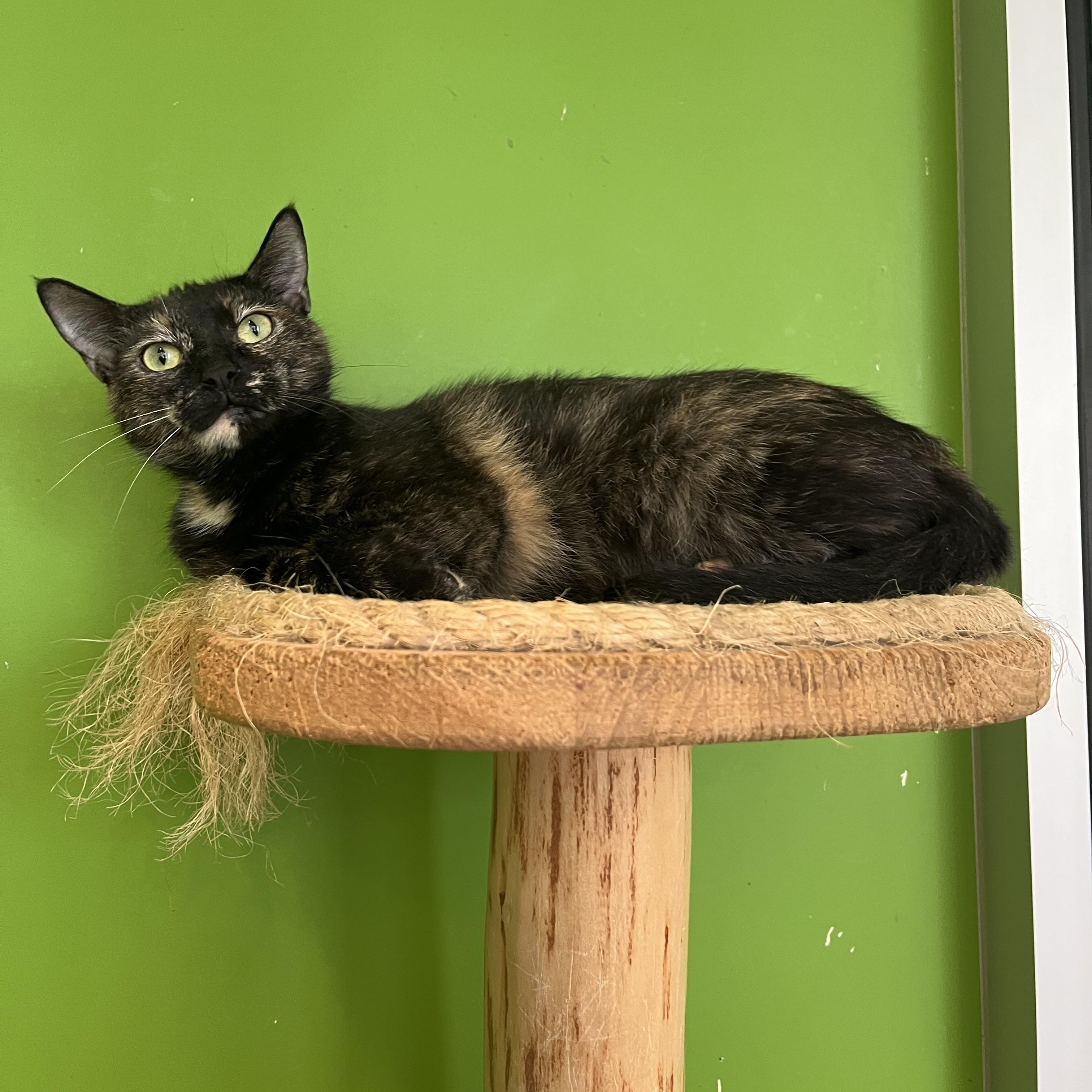 Hestia, Adoptable, Young Female Tortoiseshell.