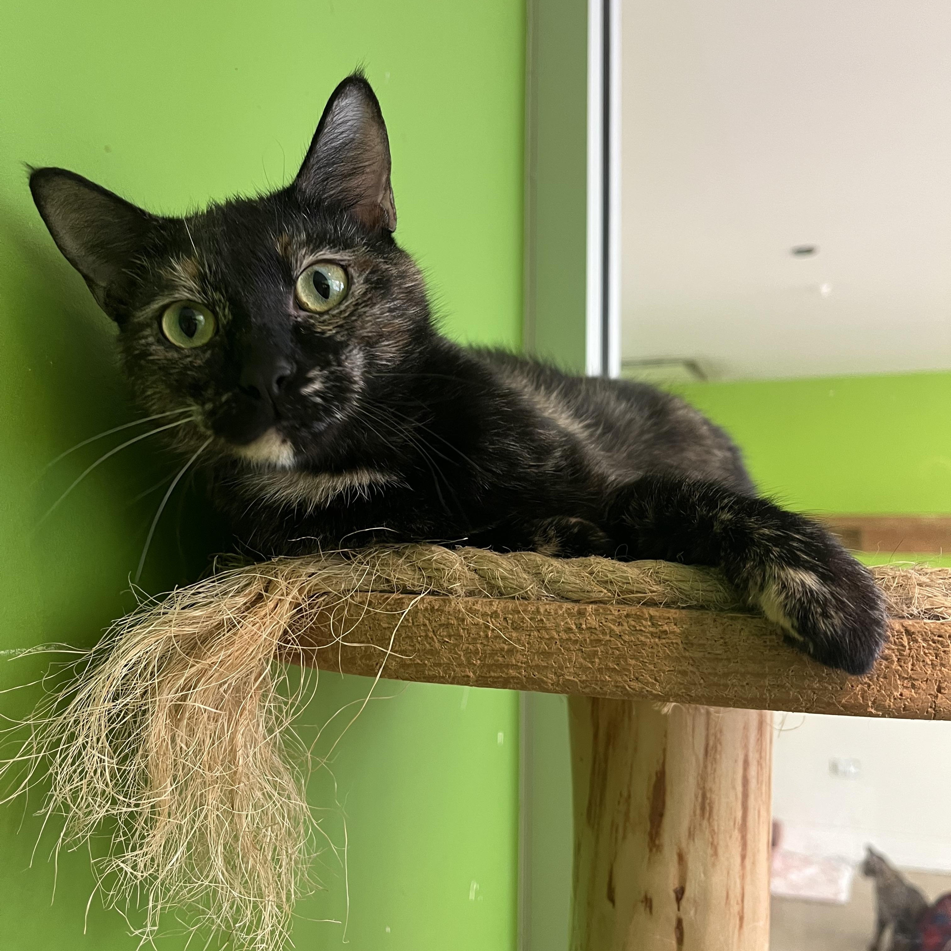 Hestia, a Adoptable Tortoiseshell in Chicago, IL image 2/5