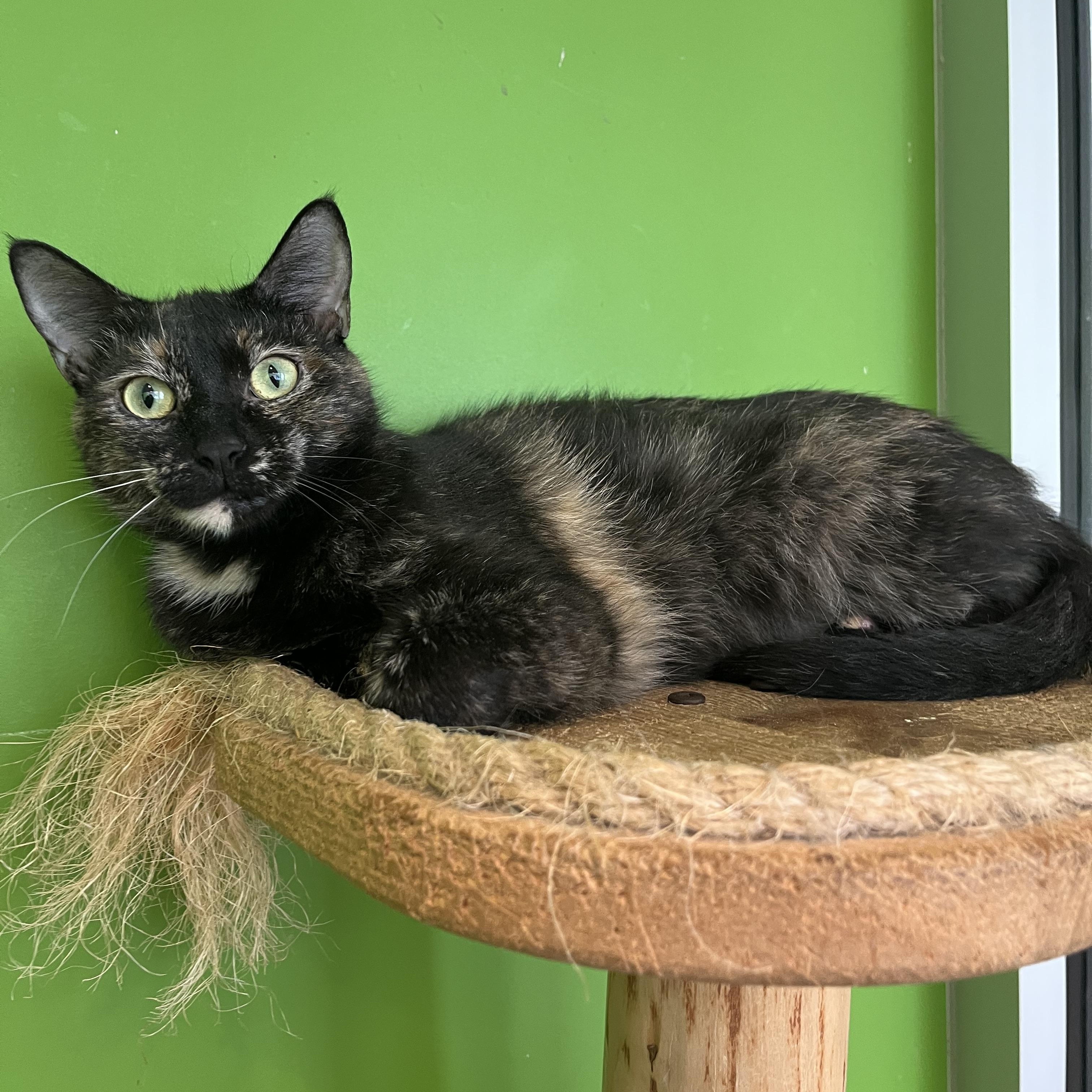 Hestia, a Adoptable Tortoiseshell in Chicago, IL image 3/5