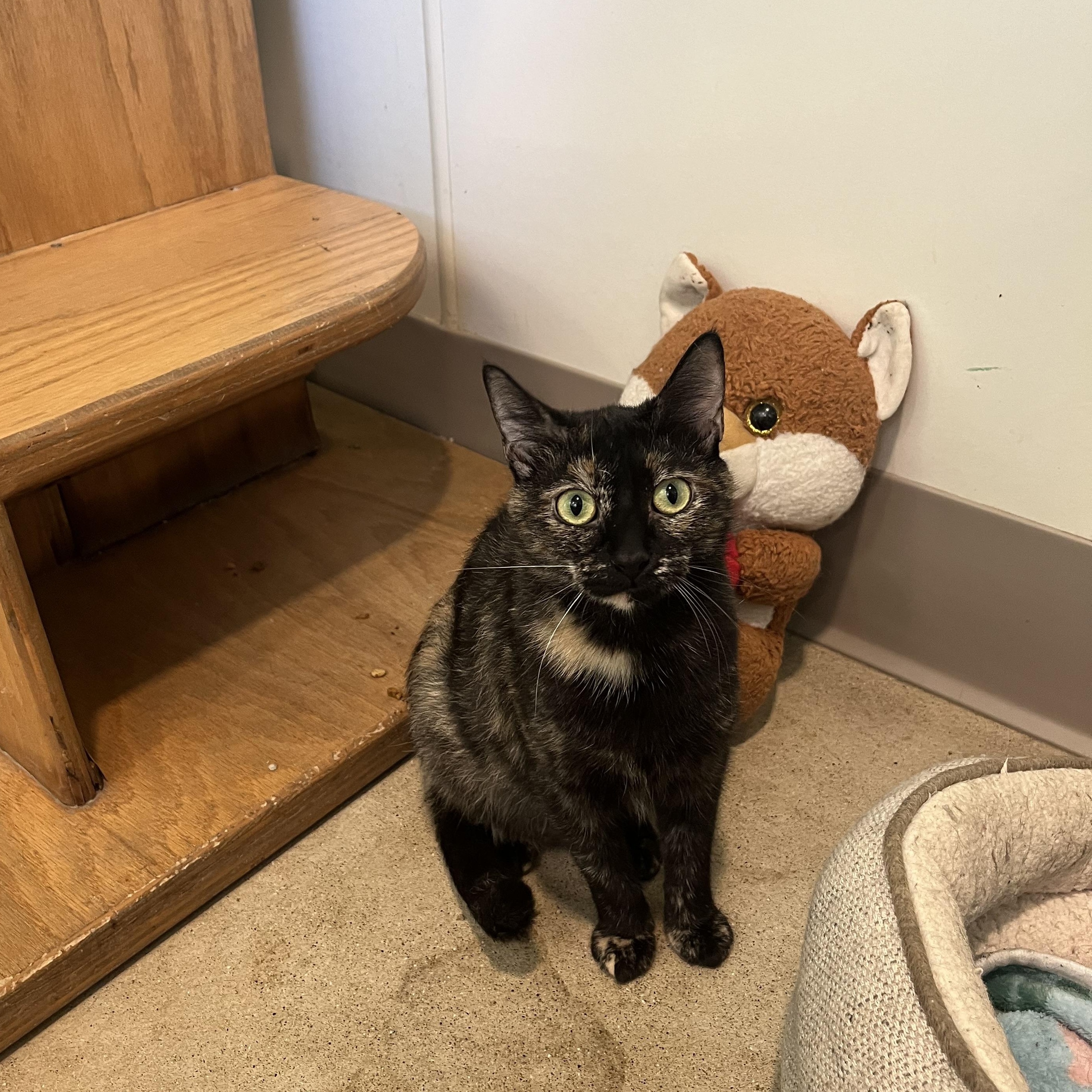 Hestia, a Adoptable Tortoiseshell in Chicago, IL image 4/5