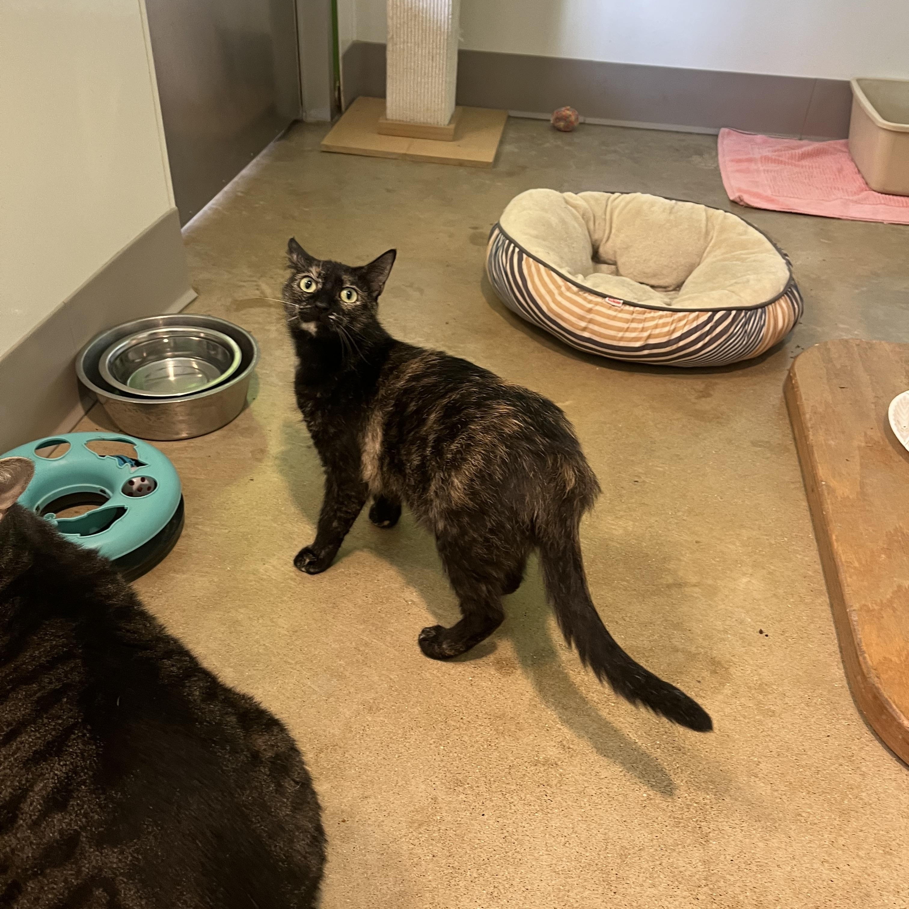 Hestia, a Adoptable Tortoiseshell in Chicago, IL image 5/5