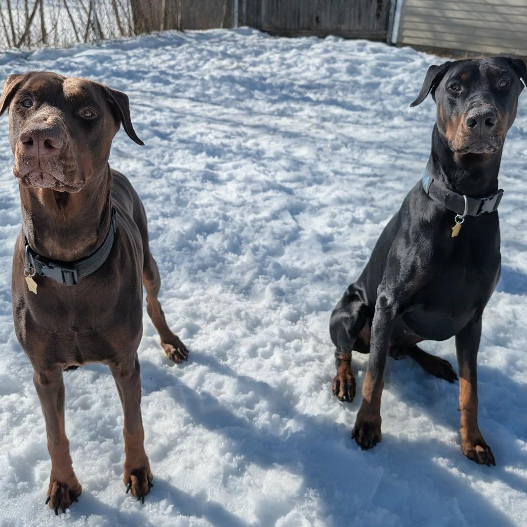 Enlarge 7928 Kira and Koda, a Adoptable Doberman Pinscher in Sandown, NH image 1/2