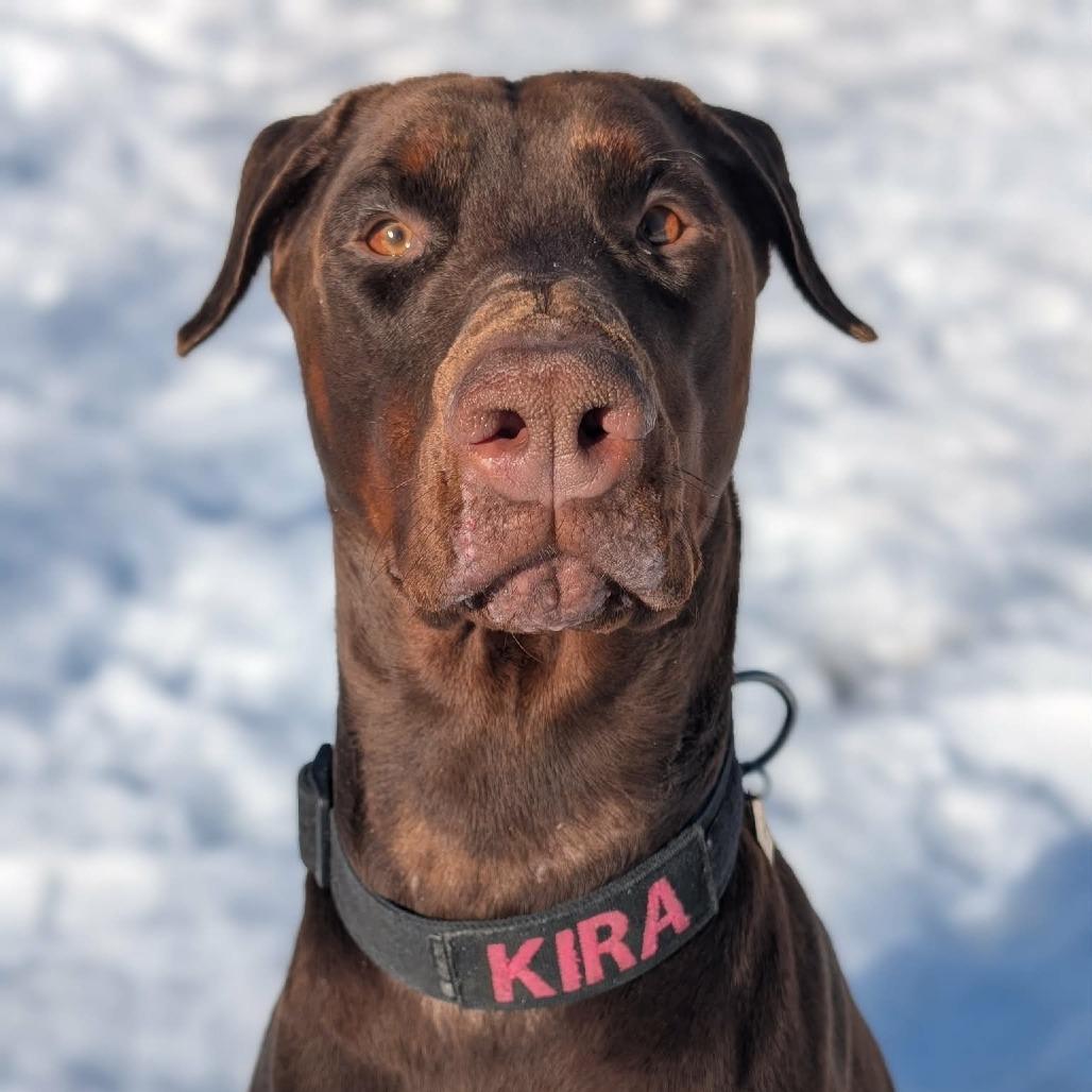 Enlarge 7928 Kira and Koda, a Adoptable Doberman Pinscher in Sandown, NH image 2/2