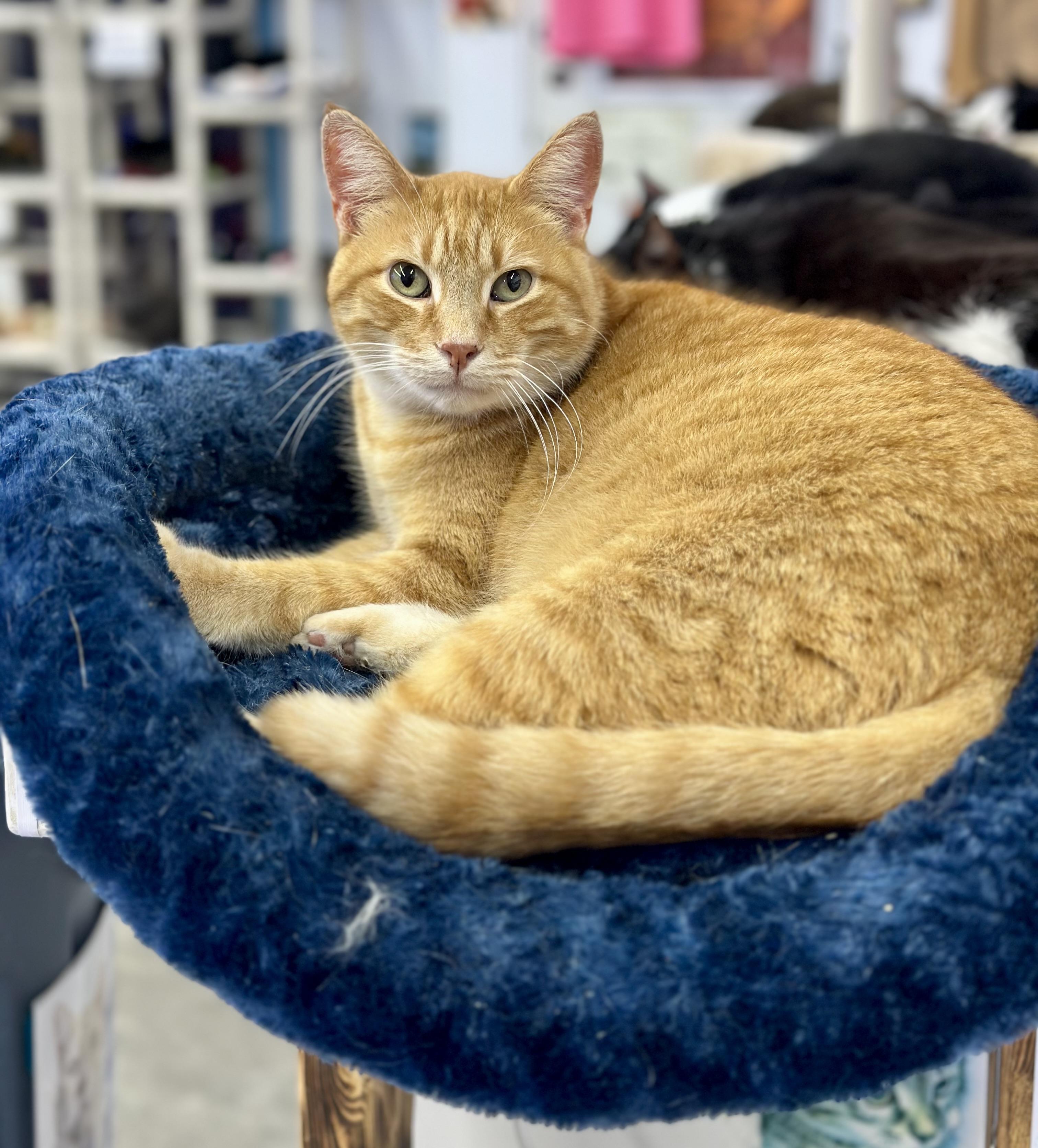 Yoshi, a ADOPTABLE Domestic Short Hair in Faribault, MN image 2/4