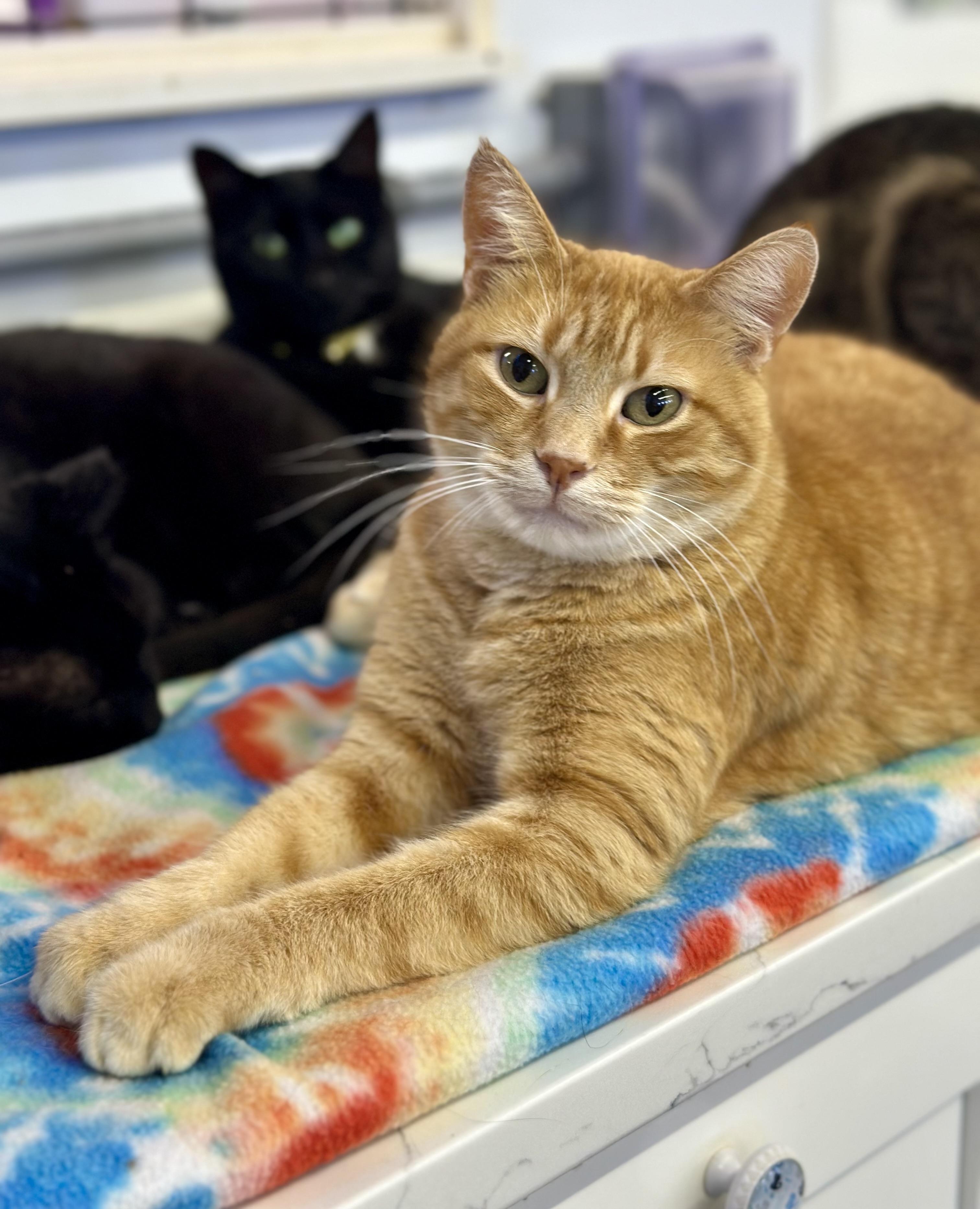 Yoshi, a ADOPTABLE Domestic Short Hair in Faribault, MN image 1/4