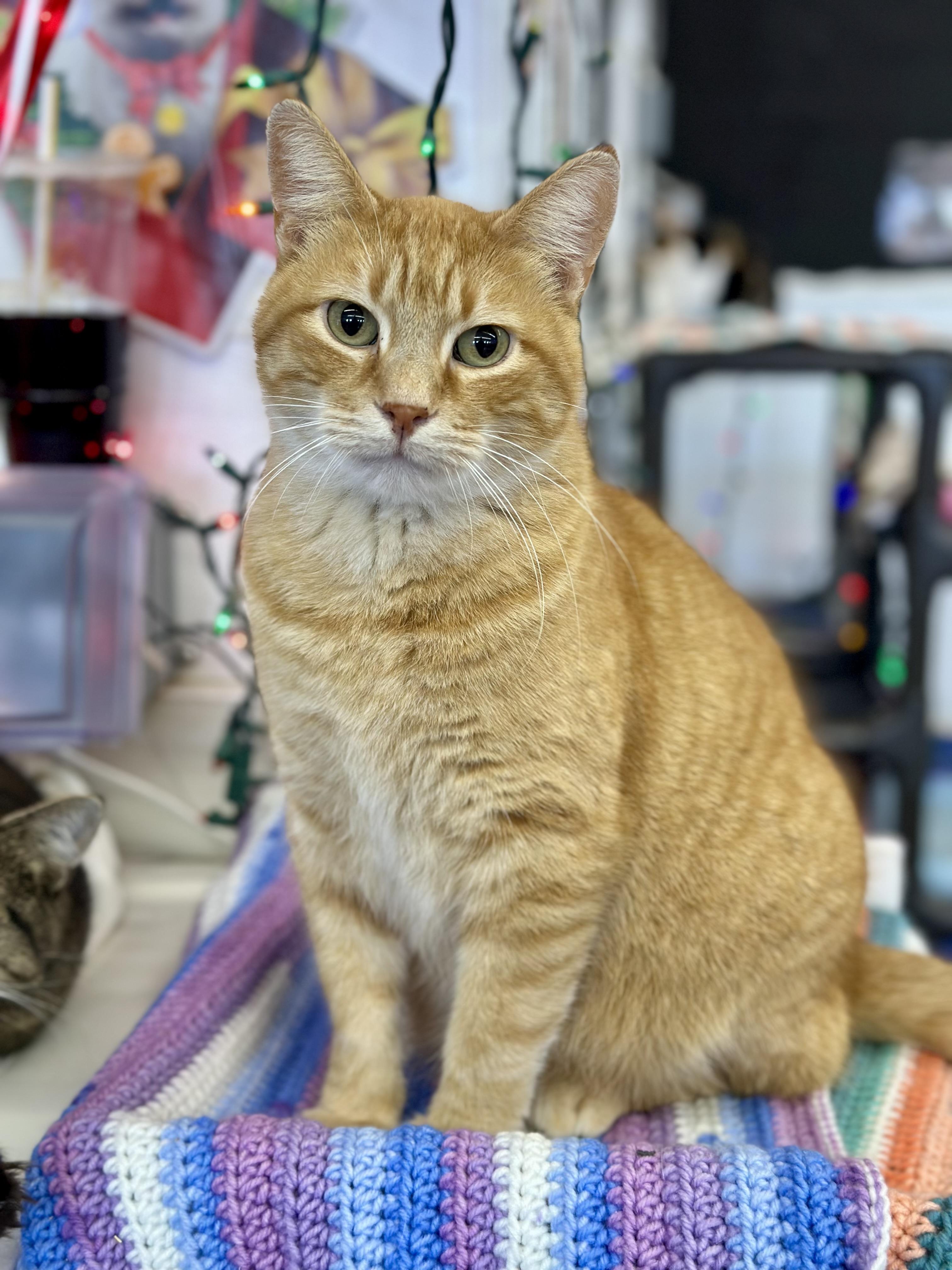 Yoshi, a ADOPTABLE Domestic Short Hair in Faribault, MN image 4/4