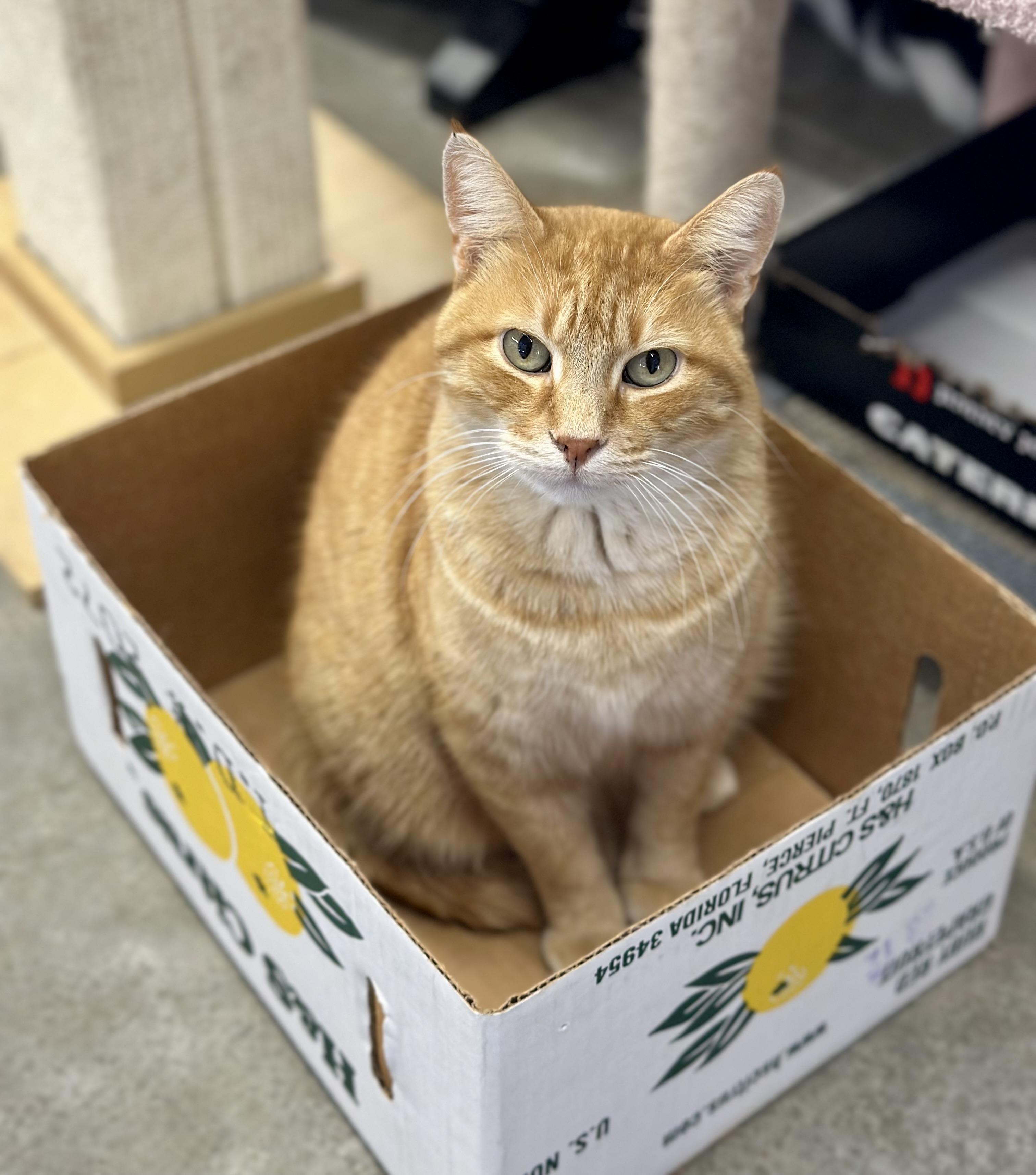 Yoshi, a ADOPTABLE Domestic Short Hair in Faribault, MN image 3/4