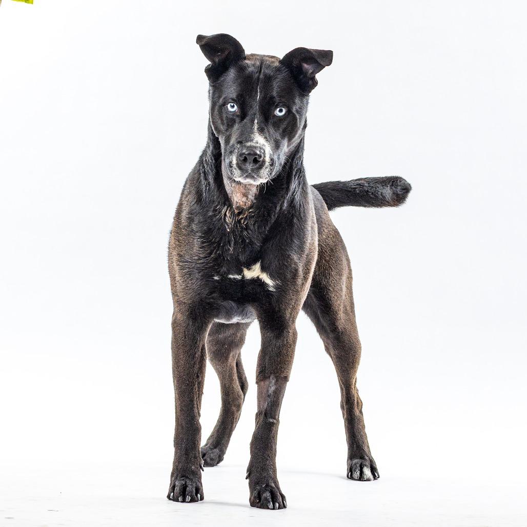 Enlarge Oreo, a Adoptable mixed breed in Reno, NV image 1/3