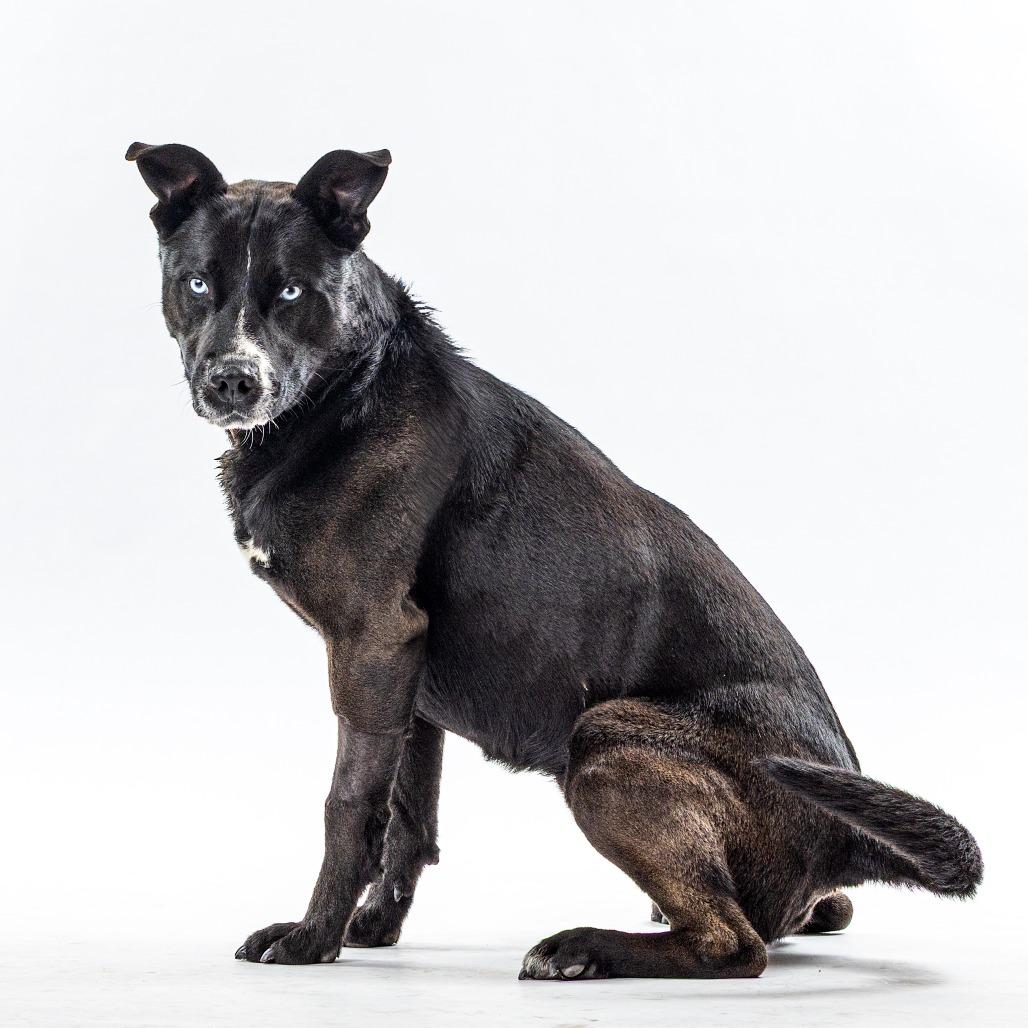 Enlarge Oreo, a Adoptable mixed breed in Reno, NV image 2/3