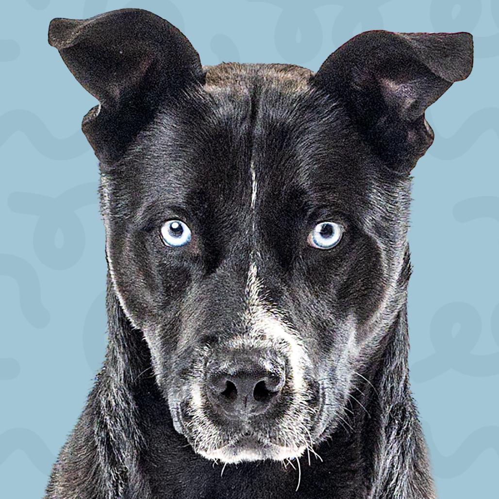 Enlarge Oreo, a Adoptable mixed breed in Reno, NV image 3/3